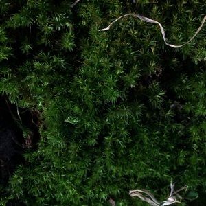 Meet your Posher, Faith